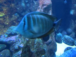 2012_01_19_Aquarium_Saint-Gilles